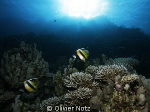 Red Sea Bannerfish against the light, afternoon at Zerib ... by Olivier Notz 